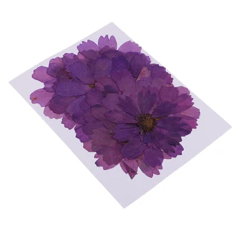 20db Préselt Igazi Szárított Virág Lila Coreopsis Ékszer Készítés Tartozékok gyertyakészítés DIY Kézműves Műgyanta Öntés Dísz