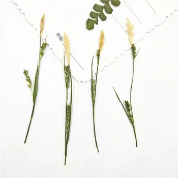 100 Préselt, Szárított Carex spp. Száraz Virág, Növények Epoxi Gyanta Medál Nyaklánc Ékszer Készítés Kézműves DIY Tartozékok